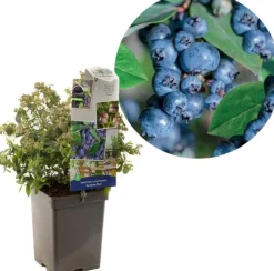 Vaccinium corymbosum 'Sunshine Blue' (Bosbes) fruitplant 50cm