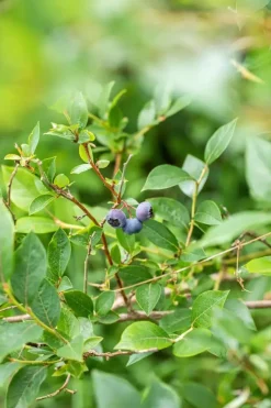 Vaccinium corymbosum 'Sunshine Blue' (Bosbes) fruitplant 50cm
