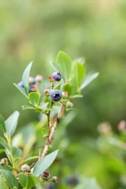 Vaccinium corymbosum 'Sunshine Blue' (Bosbes) fruitplant 50cm