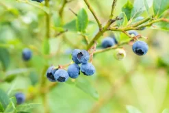 Vaccinium corymbosum 'Sunshine Blue' (Bosbes) fruitplant 50cm