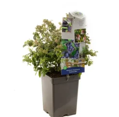 Vaccinium corymbosum 'Sunshine Blue' (Bosbes) fruitplant 50cm