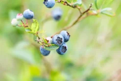 Vaccinium corymbosum 'Sunshine Blue' (Bosbes) fruitplant 50cm