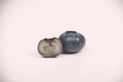 Vaccinium corymbosum 'Sunshine Blue' (Bosbes) fruitplant 50cm