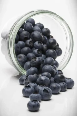 Vaccinium corymbosum 'Sunshine Blue' (Bosbes) fruitplant 50cm