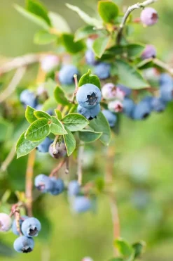 Vaccinium corymbosum 'Sunshine Blue' (Bosbes) fruitplant 50cm