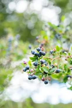Vaccinium corymbosum 'Sunshine Blue' (Bosbes) fruitplant 50cm