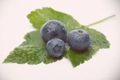 Vaccinium corymbosum 'Sunshine Blue' (Bosbes) fruitplant 50cm