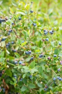 Vaccinium corymbosum 'Sunshine Blue' (Bosbes) fruitplant 50cm