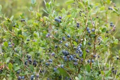 Vaccinium corymbosum 'Sunshine Blue' (Bosbes) fruitplant 50cm