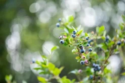 Vaccinium corymbosum 'Sunshine Blue' (Bosbes) fruitplant 50cm