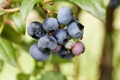 Vaccinium corymbosum 'Sunshine Blue' (Bosbes) fruitplant 50cm