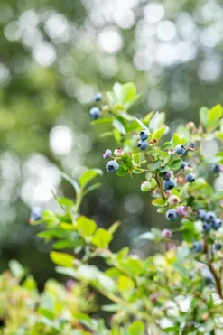 Vaccinium corymbosum 'Sunshine Blue' (Bosbes) fruitplant 50cm