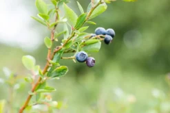 Vaccinium corymbosum 'Sunshine Blue' (Bosbes) fruitplant 50cm