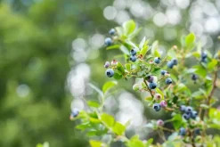 Vaccinium corymbosum 'Sunshine Blue' (Bosbes) fruitplant 50cm