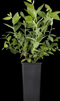Vaccinium corymbosum 'Sunshine Blue' (Bosbes) fruitplant 50cm