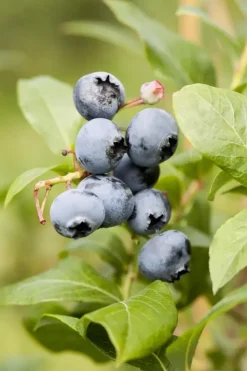 Vaccinium corymbosum 'Sunshine Blue' (Bosbes) fruitplant 50cm
