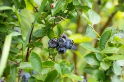 Vaccinium corymbosum 'Sunshine Blue' (Bosbes) fruitplant 50cm