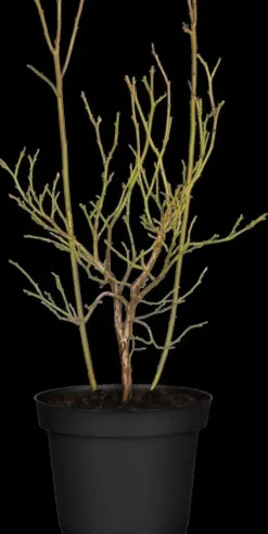 Vaccinium corymbosum 'Sunshine Blue' (Bosbes) fruitplant 50cm