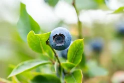 Vaccinium corymbosum 'Sunshine Blue' (Bosbes) fruitplant 50cm