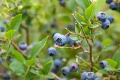 Vaccinium corymbosum 'Sunshine Blue' (Bosbes) fruitplant 50cm