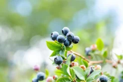 Vaccinium corymbosum 'Sunshine Blue' (Bosbes) fruitplant 50cm
