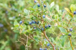 Vaccinium corymbosum 'Sunshine Blue' (Bosbes) fruitplant 50cm