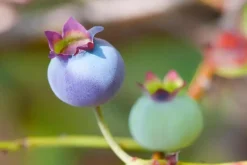 Vaccinium corymbosum 'Sunshine Blue' (Bosbes) fruitplant 50cm