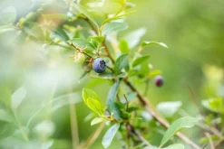 Vaccinium corymbosum 'Sunshine Blue' (Bosbes) fruitplant 50cm