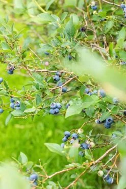 Vaccinium corymbosum 'Sunshine Blue' (Bosbes) fruitplant 50cm