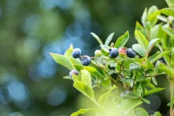 Vaccinium corymbosum 'Sunshine Blue' (Bosbes) fruitplant 50cm