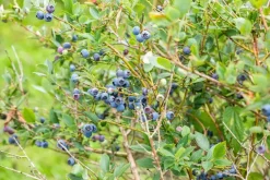 Vaccinium corymbosum 'Sunshine Blue' (Bosbes) fruitplant 50cm