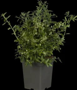 Vaccinium corymbosum 'Sunshine Blue' (Bosbes) fruitplant 50cm