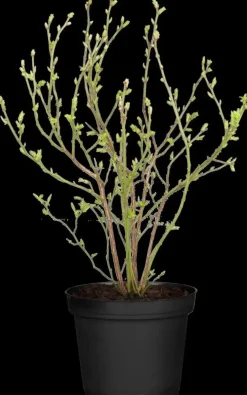 Vaccinium corymbosum 'Sunshine Blue' (Bosbes) fruitplant 50cm