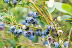Vaccinium corymbosum 'Sunshine Blue' (Bosbes) fruitplant 50cm
