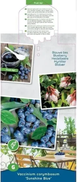 Vaccinium corymbosum 'Sunshine Blue' (Bosbes) fruitplant 50cm