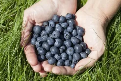 Vaccinium corymbosum 'Sunshine Blue' (Bosbes) fruitplant 50cm