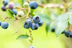Vaccinium corymbosum 'Sunshine Blue' (Bosbes) fruitplant 50cm