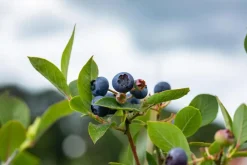 Vaccinium corymbosum 'Sunshine Blue' (Bosbes) fruitplant 50cm