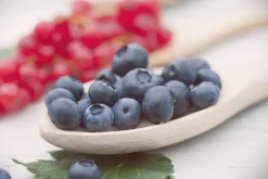 Vaccinium corymbosum 'Sunshine Blue' (Bosbes) fruitplant 50cm