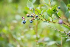 Vaccinium corymbosum 'Sunshine Blue' (Bosbes) fruitplant 50cm