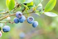 Vaccinium corymbosum 'Sunshine Blue' (Bosbes) fruitplant 50cm
