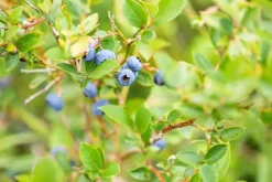 Vaccinium corymbosum 'Sunshine Blue' (Bosbes) fruitplant 50cm