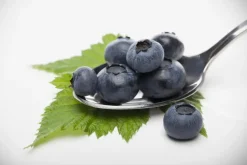 Vaccinium corymbosum 'Sunshine Blue' (Bosbes) fruitplant 50cm