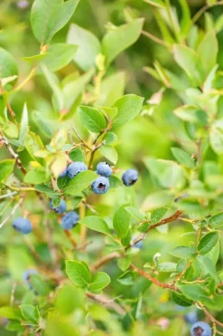 Vaccinium corymbosum 'Sunshine Blue' (Bosbes) fruitplant 50cm