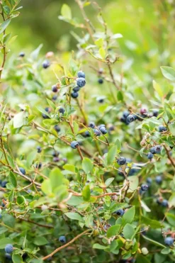 Vaccinium corymbosum 'Sunshine Blue' (Bosbes) fruitplant 50cm