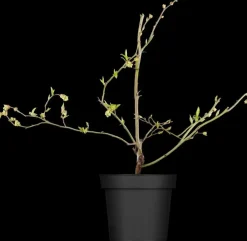 Vaccinium corymbosum 'Sunshine Blue' (Bosbes) fruitplant 50cm