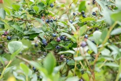 Vaccinium corymbosum 'Sunshine Blue' (Bosbes) fruitplant 50cm