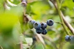 Vaccinium corymbosum 'Sunshine Blue' (Bosbes) fruitplant 50cm