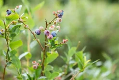 Vaccinium corymbosum 'Sunshine Blue' (Bosbes) fruitplant 50cm
