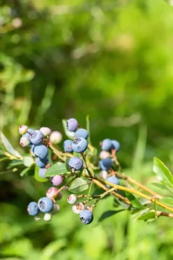 Vaccinium corymbosum 'Sunshine Blue' (Bosbes) fruitplant 50cm